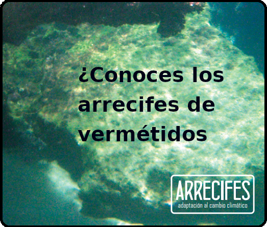 ecologialitoral's tweet photo. ¿Dónde vives hay arrecifes de vermétidos? ¿Sabes cómo les afecta el cambio climático? Conocerlos nos ayuda a conservarlos. Descarga el tríptico del "Espacio marino de Ifac" en #Calpe #Calp @calp_ayto @FBiodiversidad #AdaptaCC Descarga: https://t.co/EEDf9nMihm https://t.co/elCwxj0uTQ