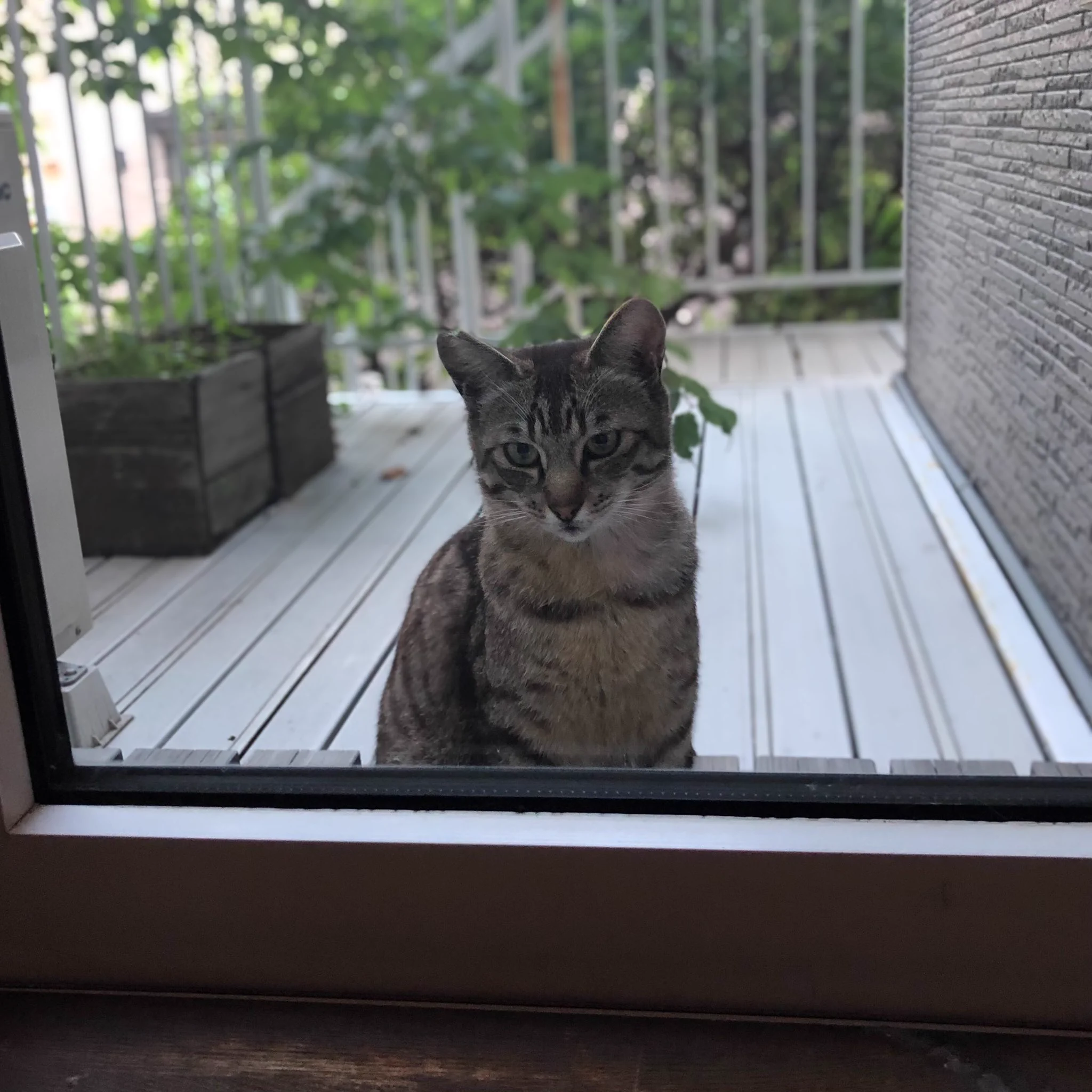 猫たちがうちの中をのぞきに来るｗｗｗ気になることでも起きているのか！
