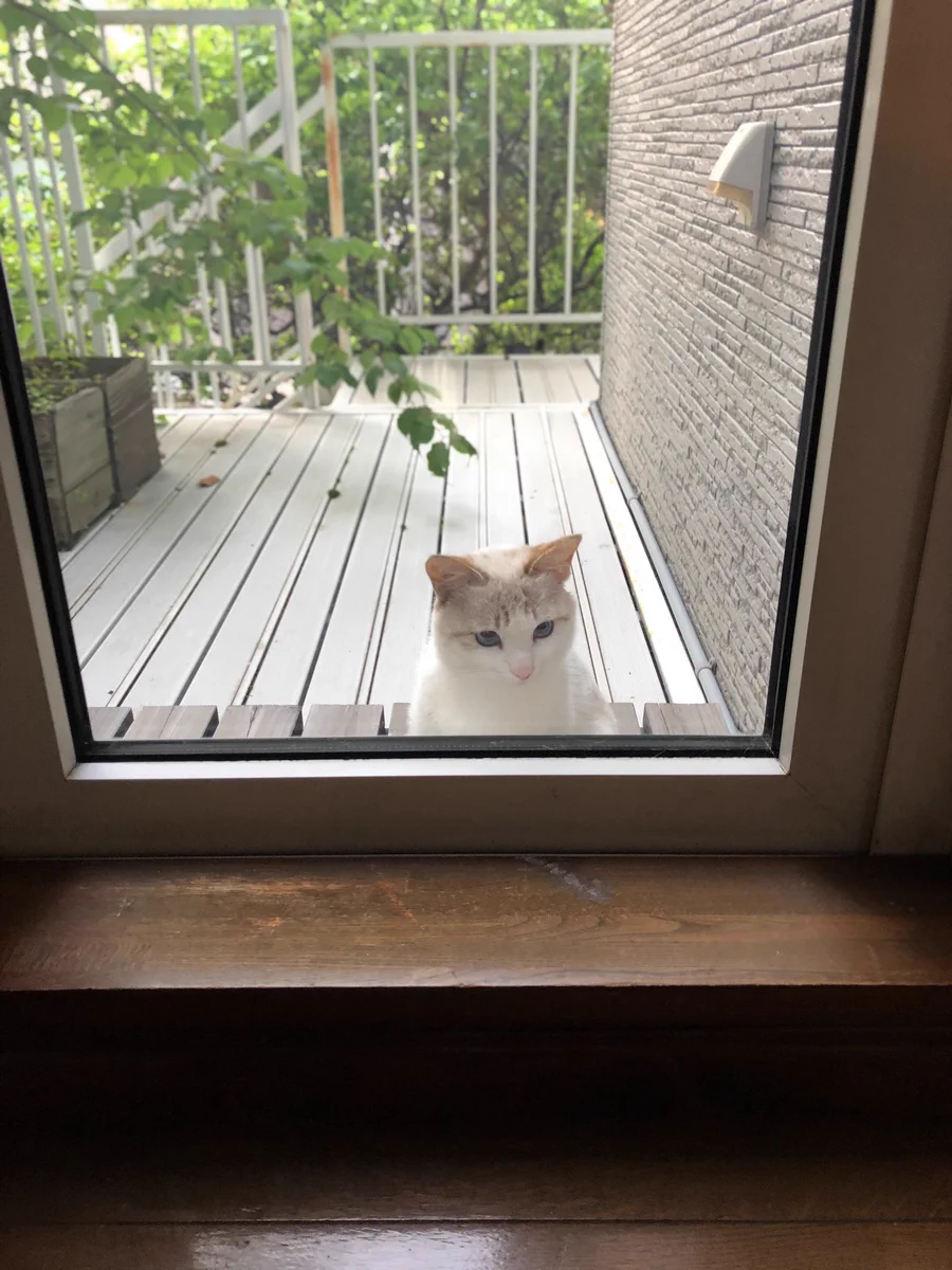 猫たちがうちの中をのぞきに来るｗｗｗ気になることでも起きているのか！