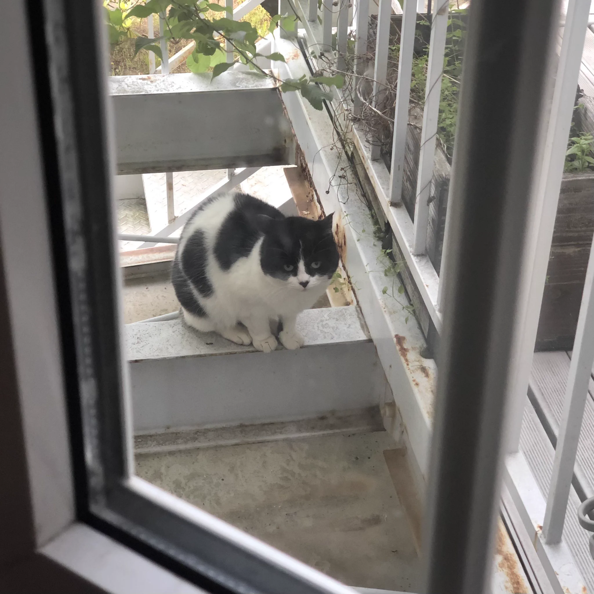 猫たちがうちの中をのぞきに来るｗｗｗ気になることでも起きているのか！