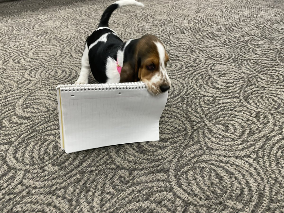 Happy Friday from this adorable MB visitor! 🐶 Olive is a very hard worker and took so many notes on her first day on the job! 😉 #MuchBetterAtMB #BringYourPetToWork