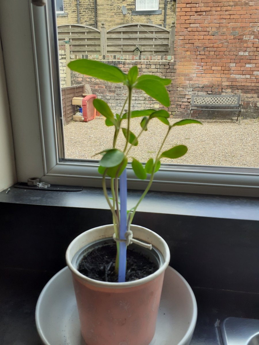 24784091's tweet photo. @bruntcliffeacad sunflower growing well from the transition pack. Jack watson. https://t.co/ZqqSnWxIEq