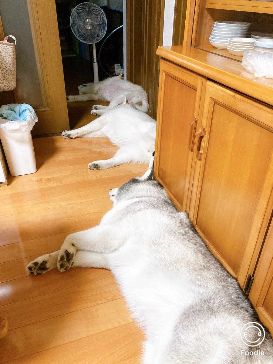 Yu Co Qoopyonchii Twitter