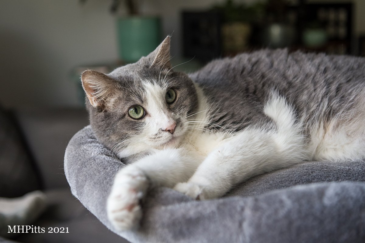 Scott County Humane Society tweet media