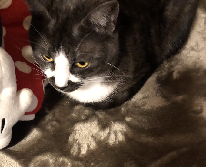 ブラックスモークのtwitterイラスト検索結果