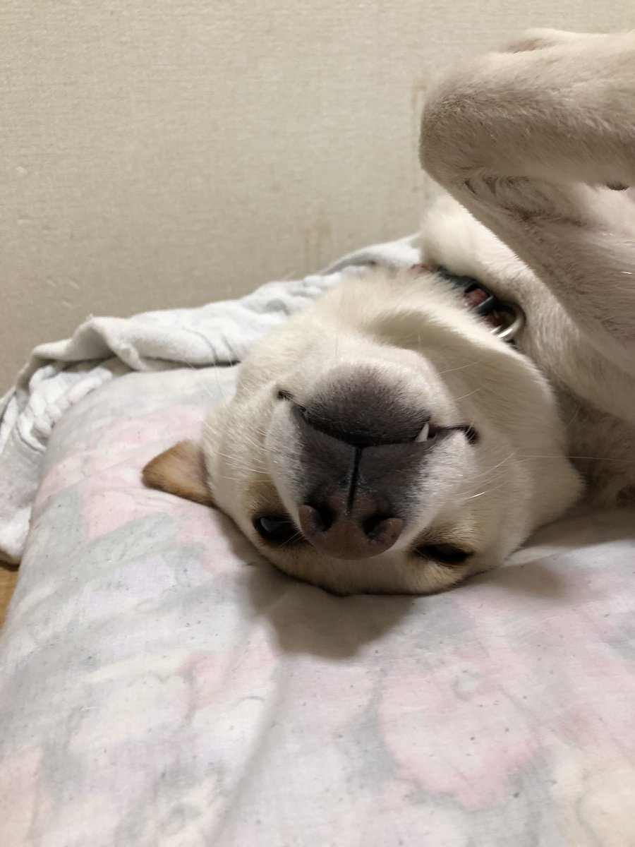 ブサかわ犬 Twitter Search ブサかわ犬 Twitter Search
