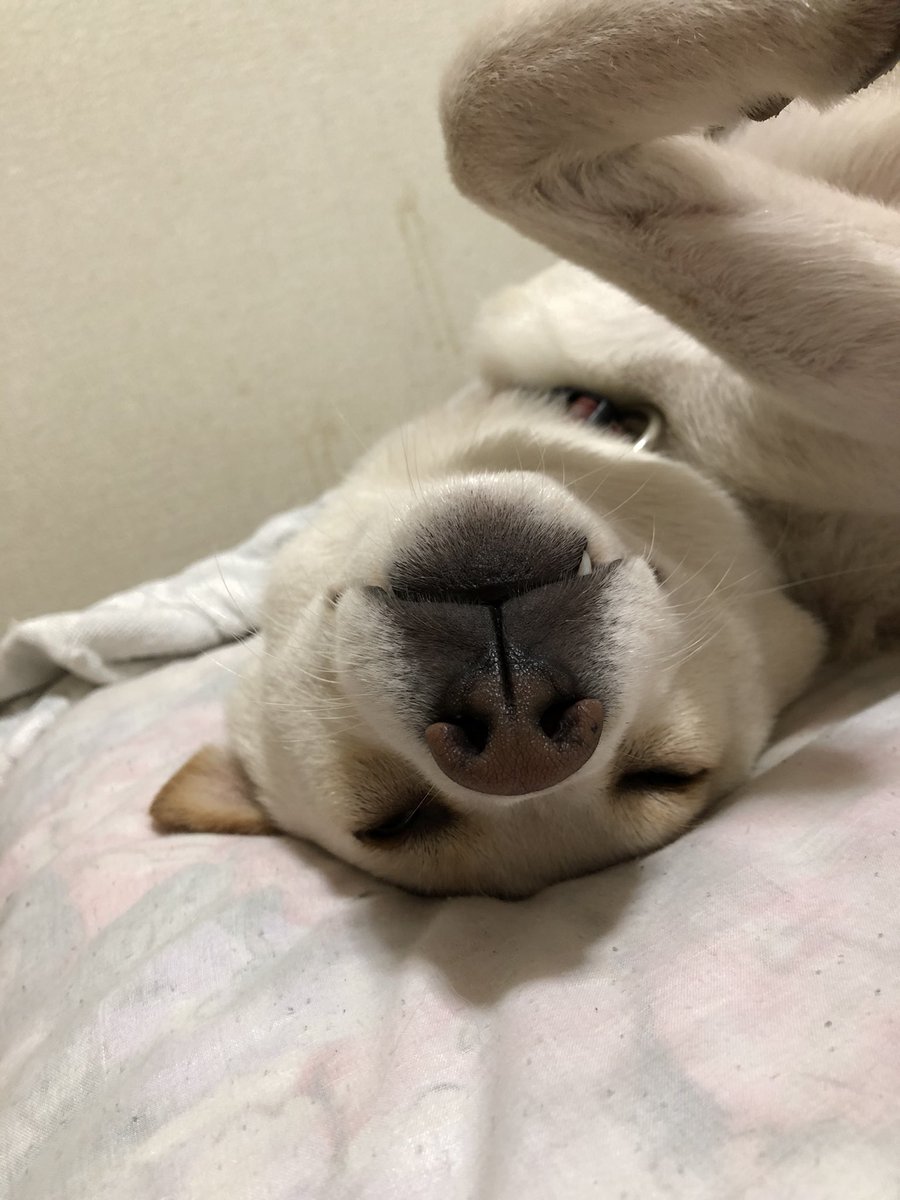 ブサかわ犬 Twitter Search ブサかわ犬 Twitter Search
