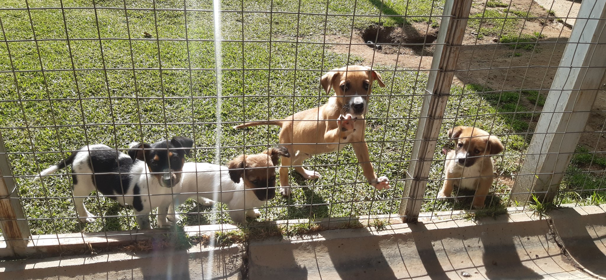 Spca booysens dogs store for adoption