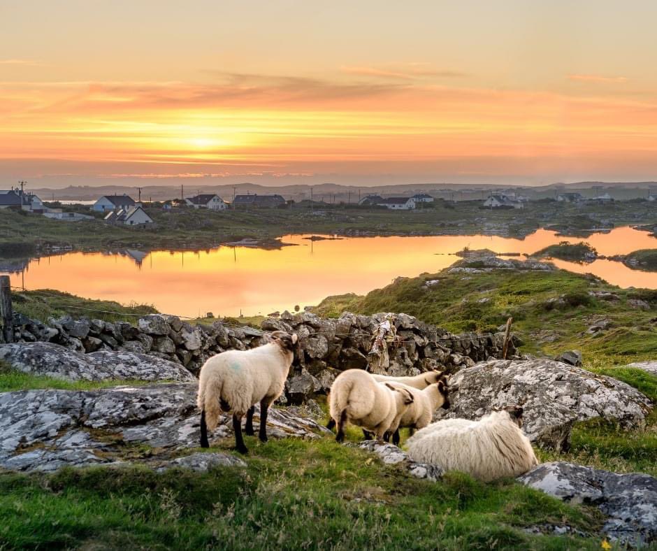 WildRoverTours's tweet photo. If you could be in any of these places in Ireland right now..which would you pick? ⛰️🐏🐑🌊☘️🎶❤️

Tell us your choice and why below! 

#ireland #travel #wildrovertours https://t.co/abBsT5RP1X