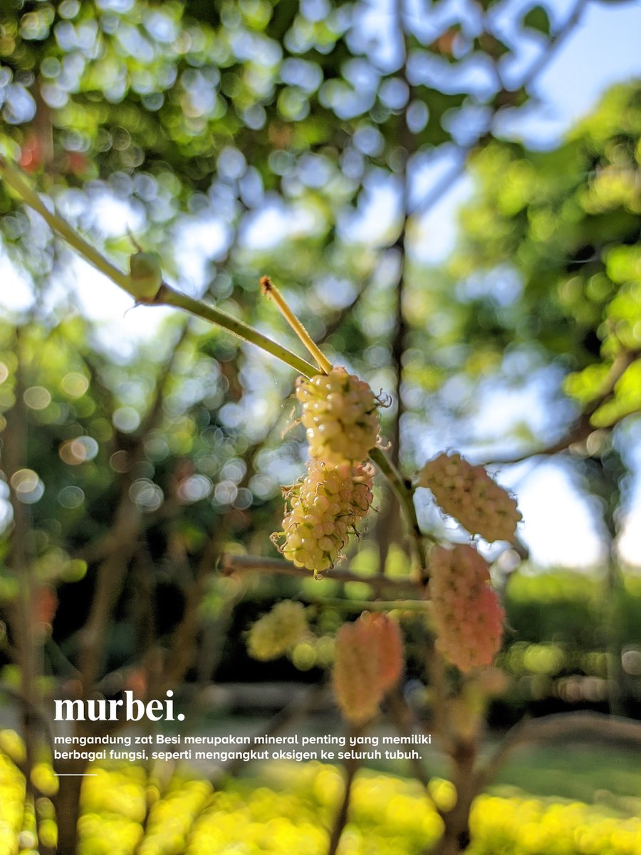 budaislonk's tweet photo. Di dalam buah murbei yang imut ini.ternyata mengandung berbagai vitamin yang baik bagi tubuh kita.
#murbei
#shotonredmi9 https://t.co/UWqevhNOs0