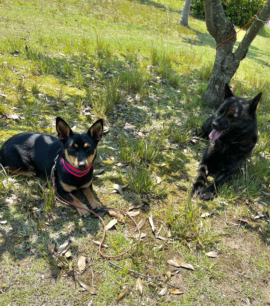 33dog_staff's tweet photo. #ランカシャヒーラー ラムネちゃん♪
#甲斐犬 ゴウくん♪

#ボーダーコリー レオンくん♪
#ラブラドール ビビちゃん♪

#ボーダーコリー 小太郎くん♪

仲良く記念撮影をしました📷 https://t.co/6PONt9QFYc