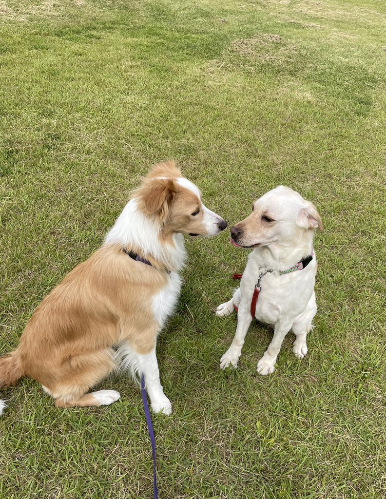 33dog_staff's tweet photo. #ランカシャヒーラー ラムネちゃん♪
#甲斐犬 ゴウくん♪

#ボーダーコリー レオンくん♪
#ラブラドール ビビちゃん♪

#ボーダーコリー 小太郎くん♪

仲良く記念撮影をしました📷 https://t.co/6PONt9QFYc