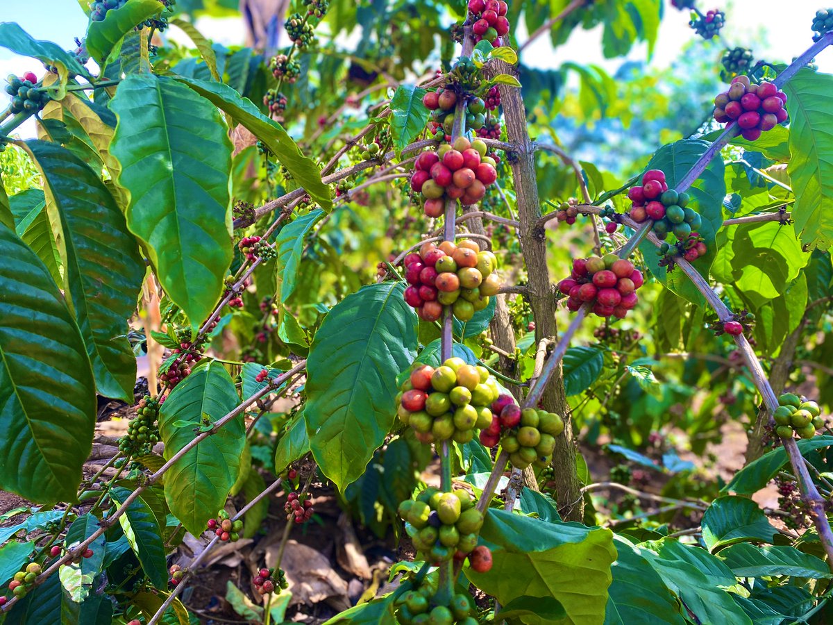kyobesarah's tweet photo. Herbert started in the year 2005 with 2000 seedlings from govt and he has kept on getting more seedlings. He started with 2 acres and now has 15 acres of coffee. He told us that he harvests between  60 and 75 bags per season. Each bag weights btn 75 and 80 bags. #UgGovtWorks https://t.co/avq3hPMWVo
