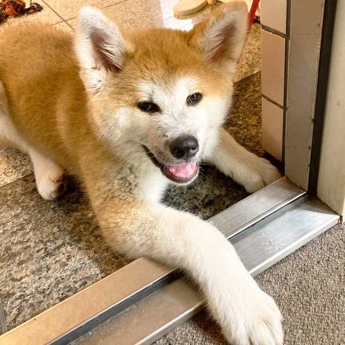 カレー好きのtwitterイラスト検索結果