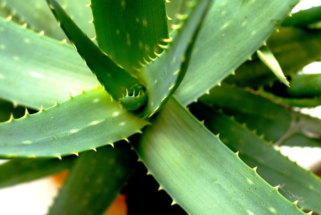 GoForHealth's tweet image. Containing enzymes that promote cellular regeneration, Aloe Vera helps treat psoriasis... dld.bz/gHQky reTweet please #psoriasis #skincare