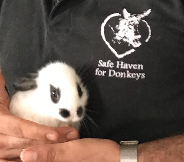 ⛑ Every animal that needs urgent medical treatment gets helped by our charity whilst our mobile clinic team are out &amp; about in the West Bank 🙏🧡