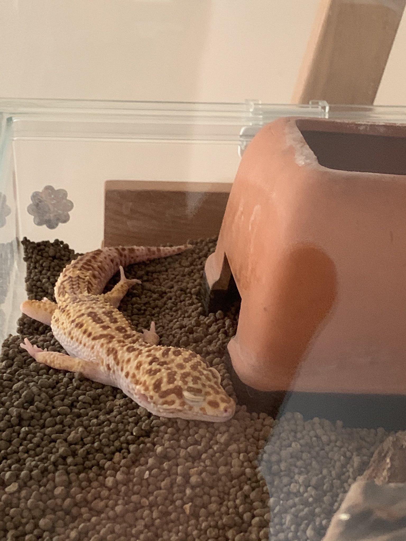 Sayobon 行き倒れ レオパ ヒョウモントカゲモドキ T Co Xh8yqwa3ky Twitter