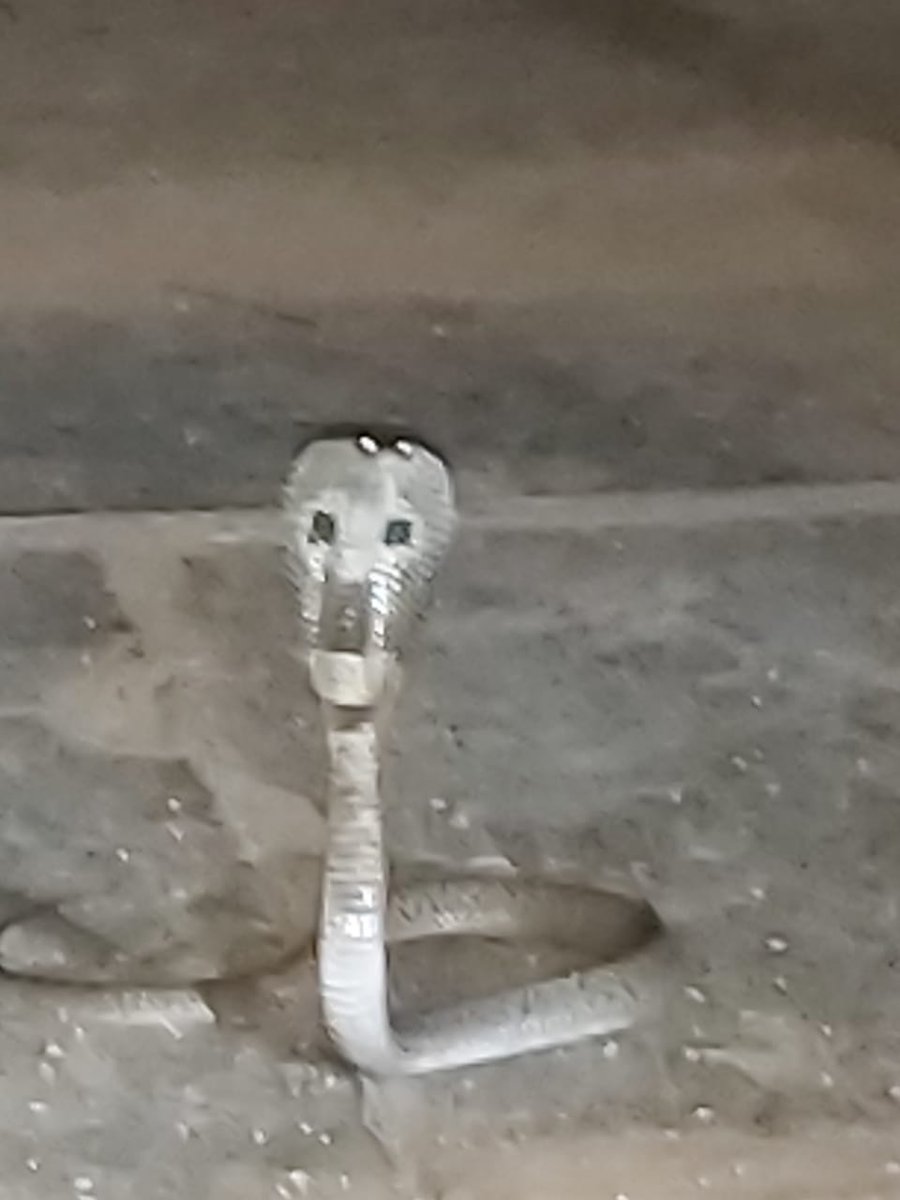 AppuAddicter1's tweet image. Ninne namma mane hatra bandittu 
Buussz bussz Nagappa 

Nam mane neighbours  
E haavu ge kai mugdidde mugdiddu 😅

#karnatakalockdown 
#snake