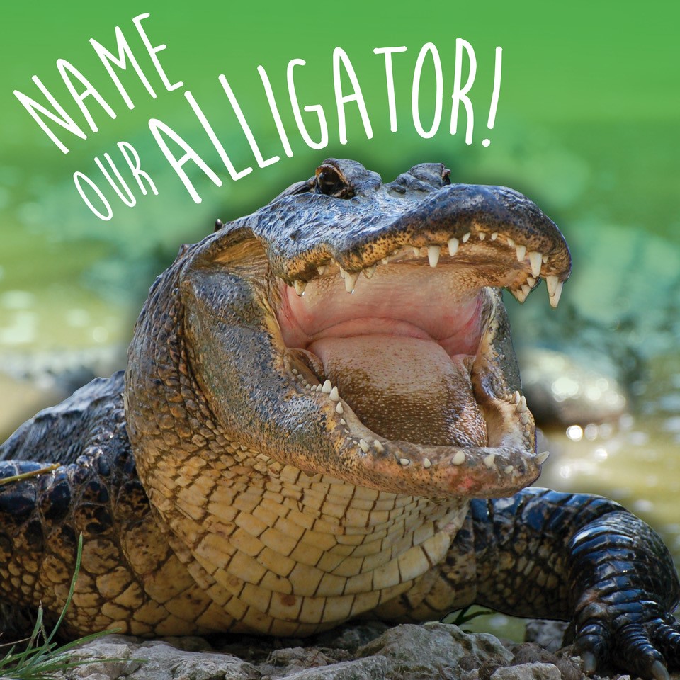 Help us name the Greenville Zoo's new alligator! Visit the Zoo June 11-20 and leave your name suggestion in the drop box inside the alligator exhibit. Zoo staff will choose the top five names and online voting will open June 23-30. Anyone may vote with a donation of ANY amount.