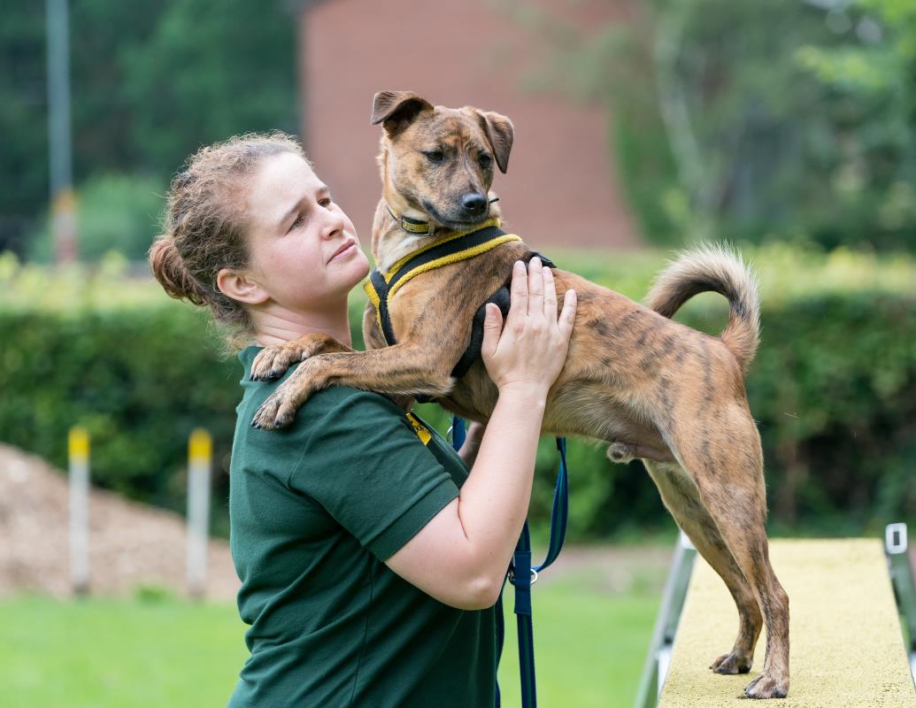 Dogs Trust's Canine Behaviour & Research Teams 💛 tweet media