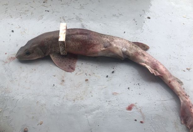 #entanglement report 10
Small spotted catshark (Scyliorhinus canicula) found dead off the coast of Newquay, Cornwall, 01/09/2018.
White lego piece stuck around gill/dorsal region. 
Another useless piece of plastic has taken an innocent life. 
Please RT + report.
#plasticpollution