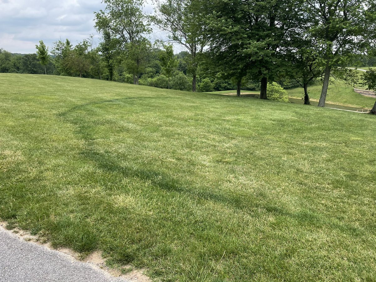 Michael Fidanza (@mikefidanza) on Twitter photo This is a type II fairy ring in Maryland, but it’s the size of those ones that <a href="/Dr_Lee_Berndt/">Lee Berndt</a> grows in Texas 😁 #FriskyFairyRingFriday This is a type II fairy ring in Maryland, but it’s the size of those ones that <a href="/Dr_Lee_Berndt/">Lee Berndt</a> grows in Texas 😁 #FriskyFairyRingFriday
