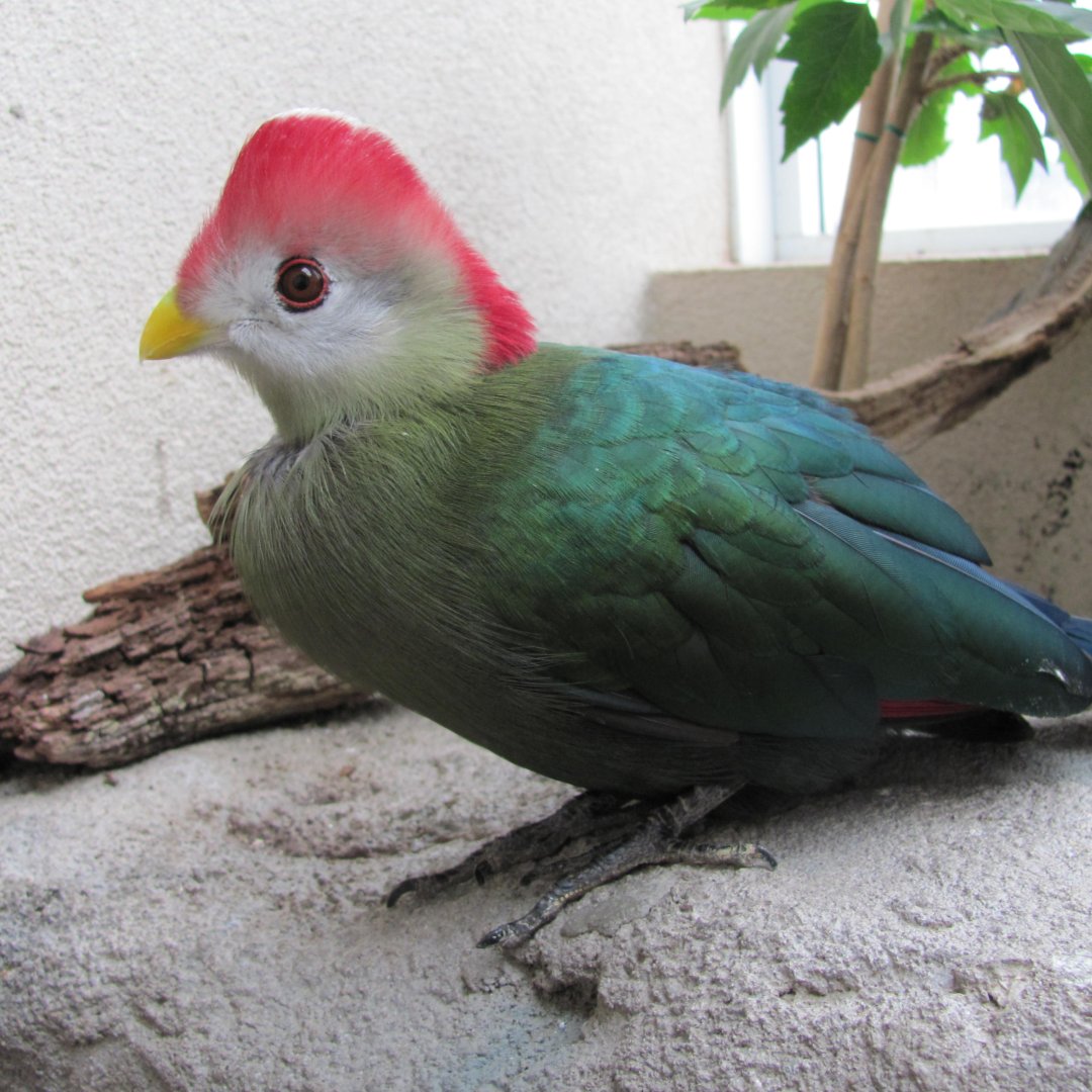 BirdKingdom's tweet image. Turacos' red and green colours come from copper in their diet.  The copper forms the core of a protein molecule (porphyrin) that reflects certain colors of light.

There are still many things to learn about birds!  Thank you for learning about birds with us!
#turaco #birdfacts