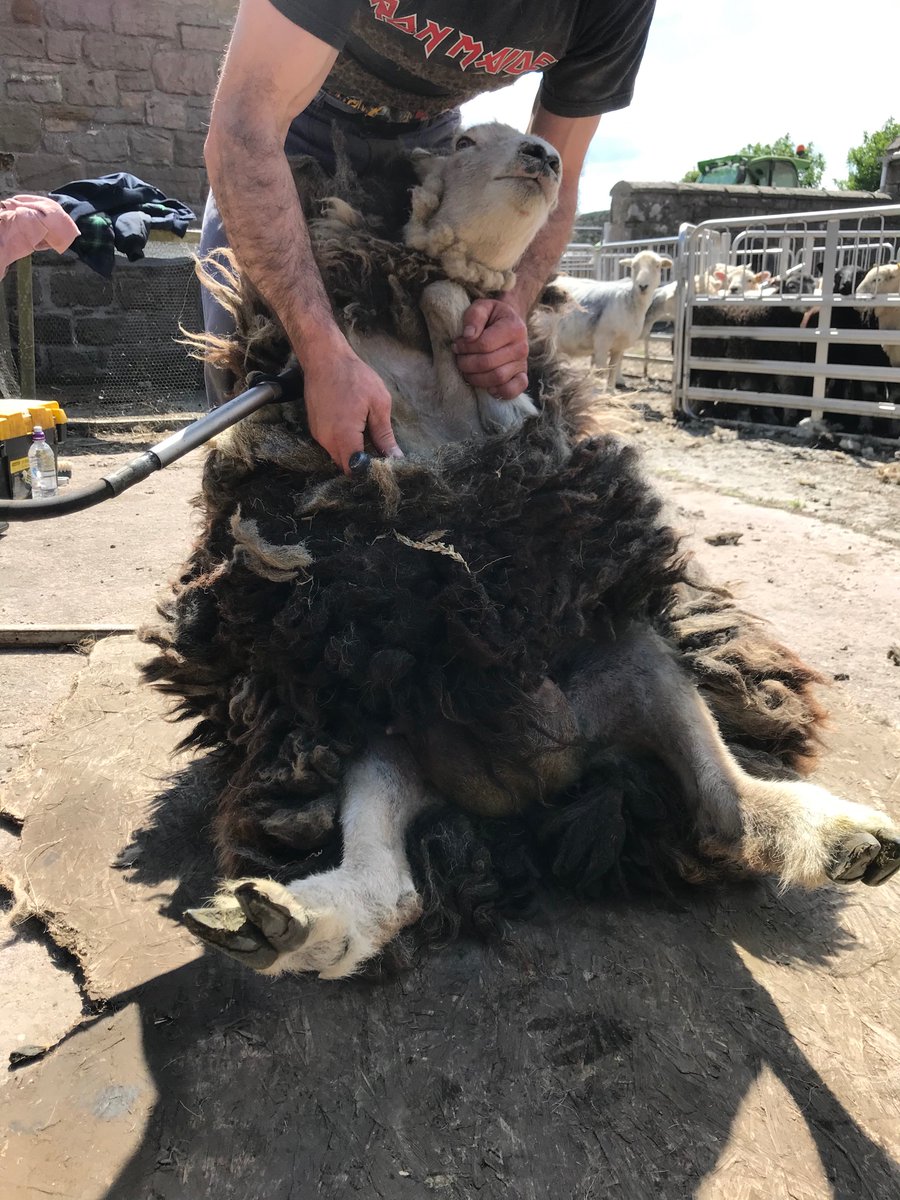 StayatThornton's tweet photo. Sun is out, coats off ☀️Sheep clipping time #herdwick #britishfarming https://t.co/oZpm70eaTZ