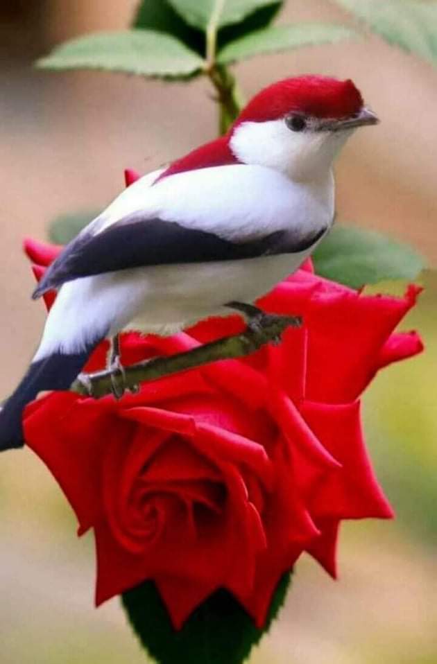 اليمن 🇾🇪في قلوبنا