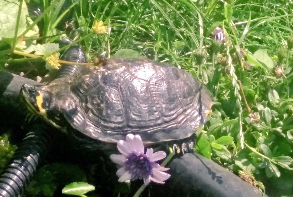 c3_toc's tweet image. Blume? Welche Blume?