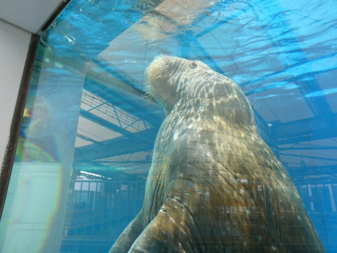 鳥羽水族館のtwitterイラスト検索結果