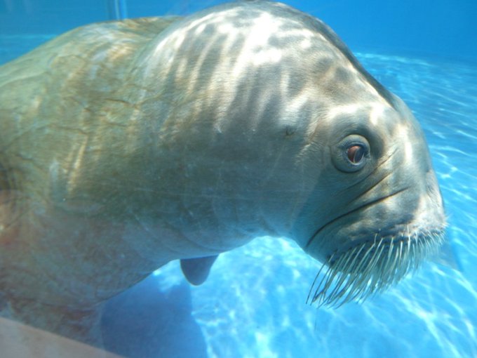 鳥羽水族館のtwitterイラスト検索結果