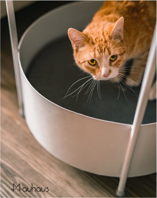MauhausMx's tweet photo. Mesa para ti, lugar de dormición para mí. Compartiendo estilos. Mesa lateral Mimi. https://t.co/LNcVsoomCD #MauhausMx #Gatos #Michis #HechoEnMexico #DiseñoMexicano #CamaGato #MesaLateral #MobiliarioParaGatos #KarenMichi #KarenMacho #GatoConsentido #GatoAmarillo #AmorALosGatos https://t.co/FoQU5CrJ5s