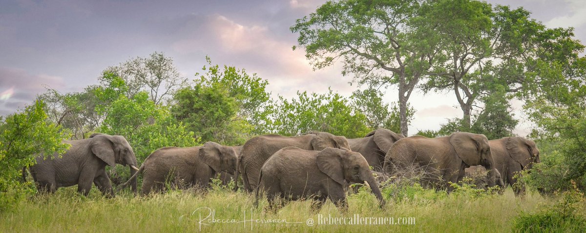 Elephant Walk in South Africa near Kruger National Park
bit.ly/ElephantWalkl
rebeccaherranen.com
#elephantherd #elephantconservation #protectelephants #stoppoaching #wildlifephotography #wildlifeconservation #rebeccaherranen #rebeccaherranenphotography