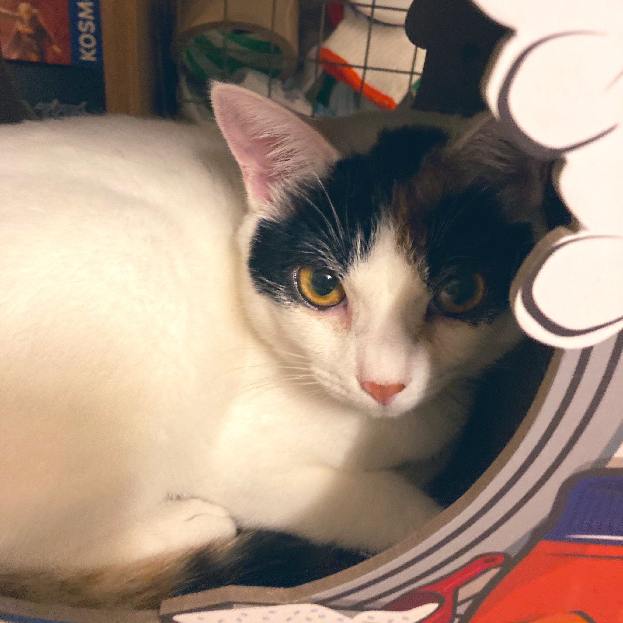 تويتر まめぐみ على تويتر 猫風邪持ちなので 涙がずっと止まらず 一瞬良かった時期もあったのだが 涙やけで目元が黄ばんでしまってるの なんとかしたいけど 仕方ないんだだなぁ T Co Zee0fibq1a