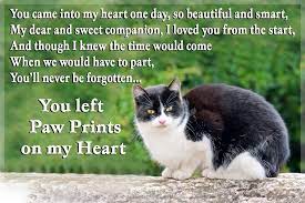 lucyscatworld's tweet photo. @MontySnoopy 😿RIP Snoopy.   Run free 🌈Sadly gone but never forgotten 💔🥰 https://t.co/DdBgSbeocX