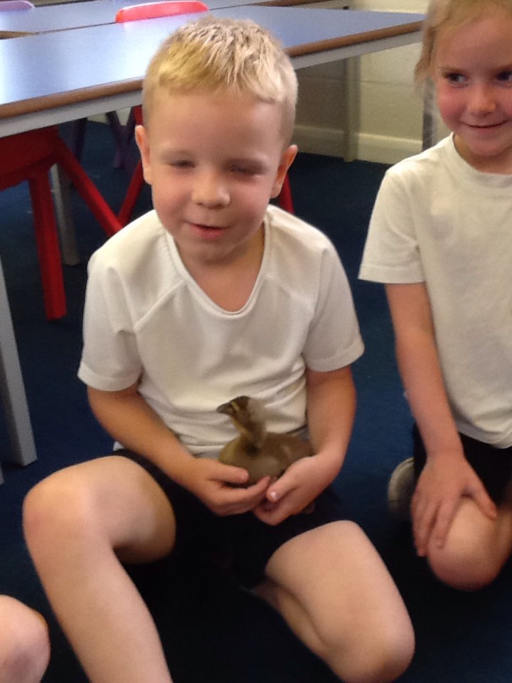 Class France had a lovely surprise visit from the Snowden ducklings Artur and Teddie! We had a lovely time holding them and looking at them close up.