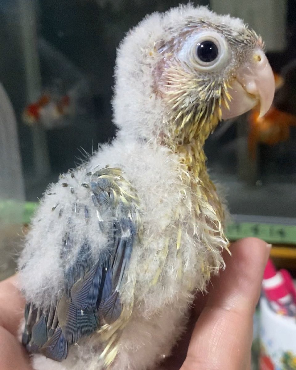 ウロコインコ雛 ウロコインコ雛
