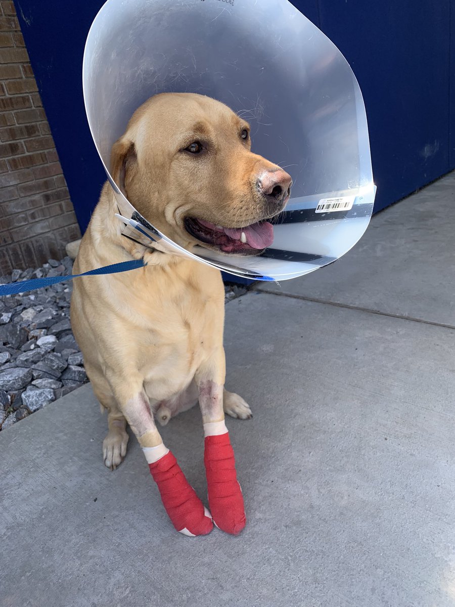 This is Rogue. He ran away and got hit by a car on Monday. Had no idea adventure could come with consequences. He punctured a lung and has been at the hospital on oxygen all week. You can help Rogue come home by clicking below. 13/10

gofundme.com/f/help-with-ro…