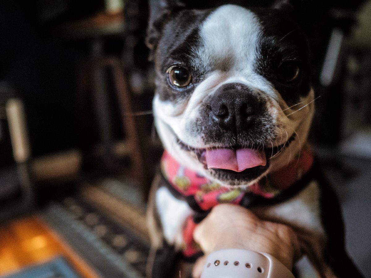 Yay Friday! #bostonterrier #sandiego #dogsofsandiego