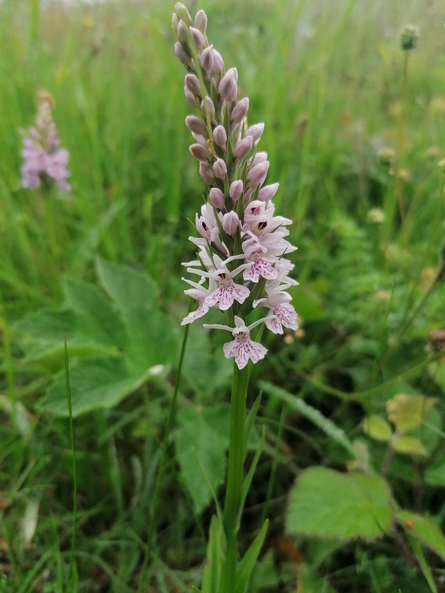 Danni's Forest School Adventures (@forestschoolNW) / Twitter