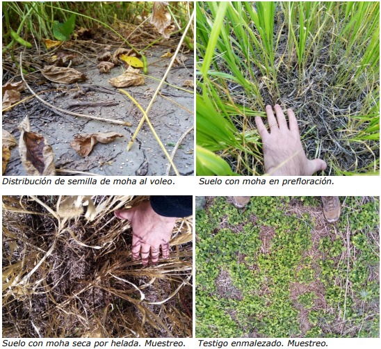 srjmcba's tweet image. 👉A fines de evaluar el uso de #moha como cultivo de servicio, @IntaCordoba viene realizando ensayos en el centro/norte de Cba.
👉¿Cuáles son los resultados preliminares? La moha sembrada sobre soja tiene buen desempeño en el control de malezas?
👉ESTUDIO: bit.ly/3vb4whD
