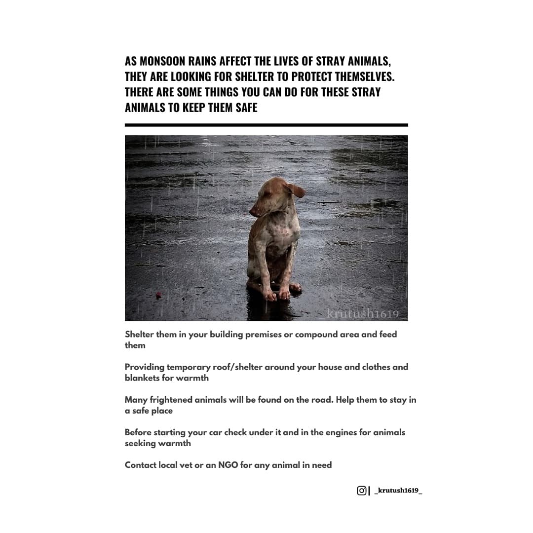 Kgem07's tweet photo. Spare a Thought For Strays This Monsoon...⛈️
#safeastray #savelife #savestrays #mansoonseason #think #strayslife #straysofindia #doglover #straydogs #straydogsfeeder #rescue #dogs #treatment #heavyrain #carestrayanimals #Share
@pfaindia @bluecrosshyd @PetaIndia @SENTHILSSK1982 https://t.co/FgpJ3psgrn