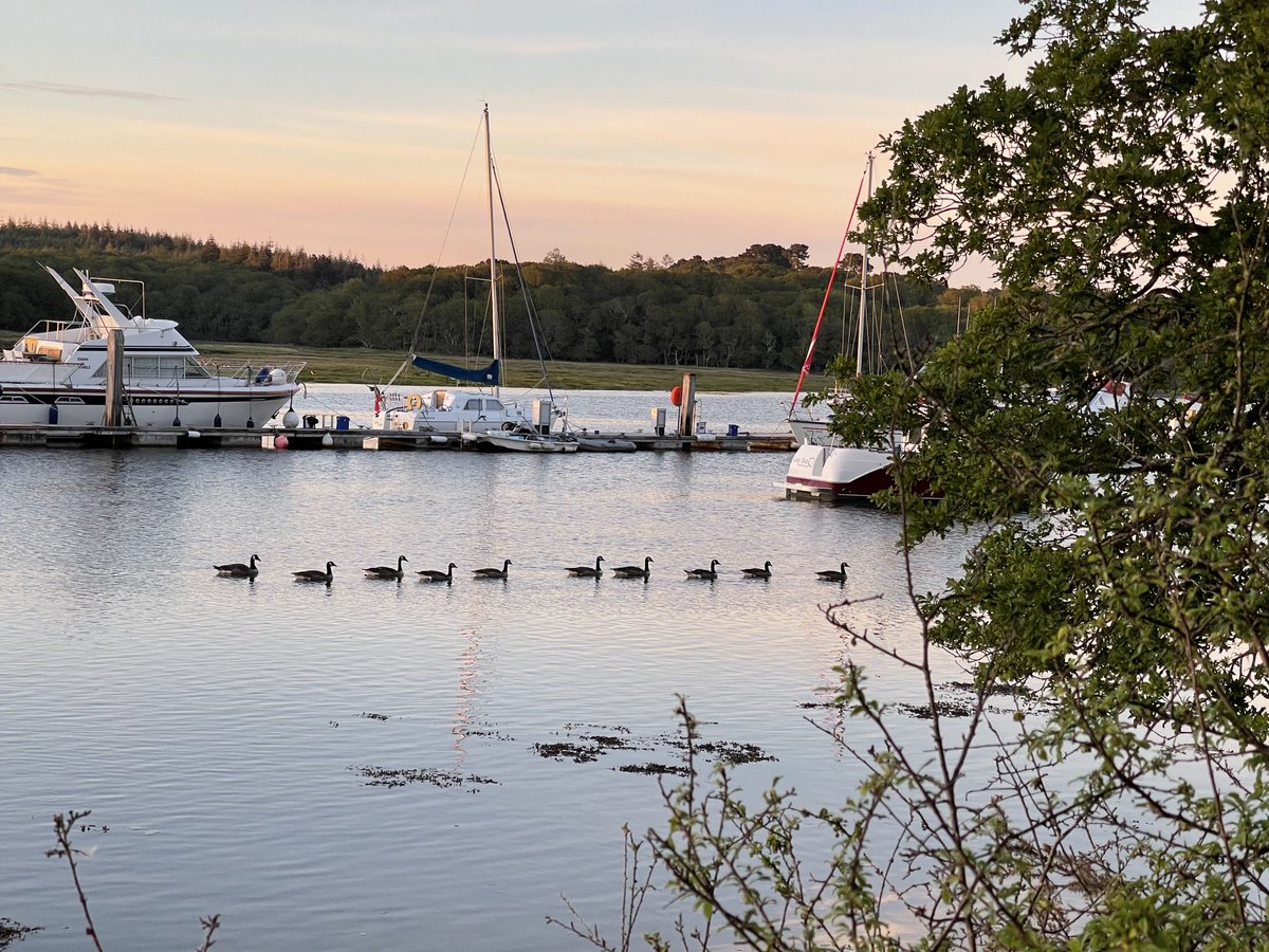 HowellsGb's tweet image. These ducks know how to fall into line!