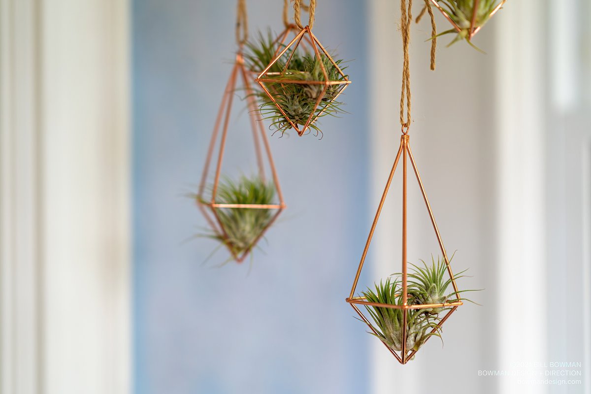 bowmandesigninc's tweet photo. @hitomitrumpeter's creativity at work. She's on the mend, healing from her surgery, still creating. Inspiring.
#airplants #gardening #plants #creativity #photography #sony #sonygmaster #85mm #sonyalpha https://t.co/GmZieP46Q2