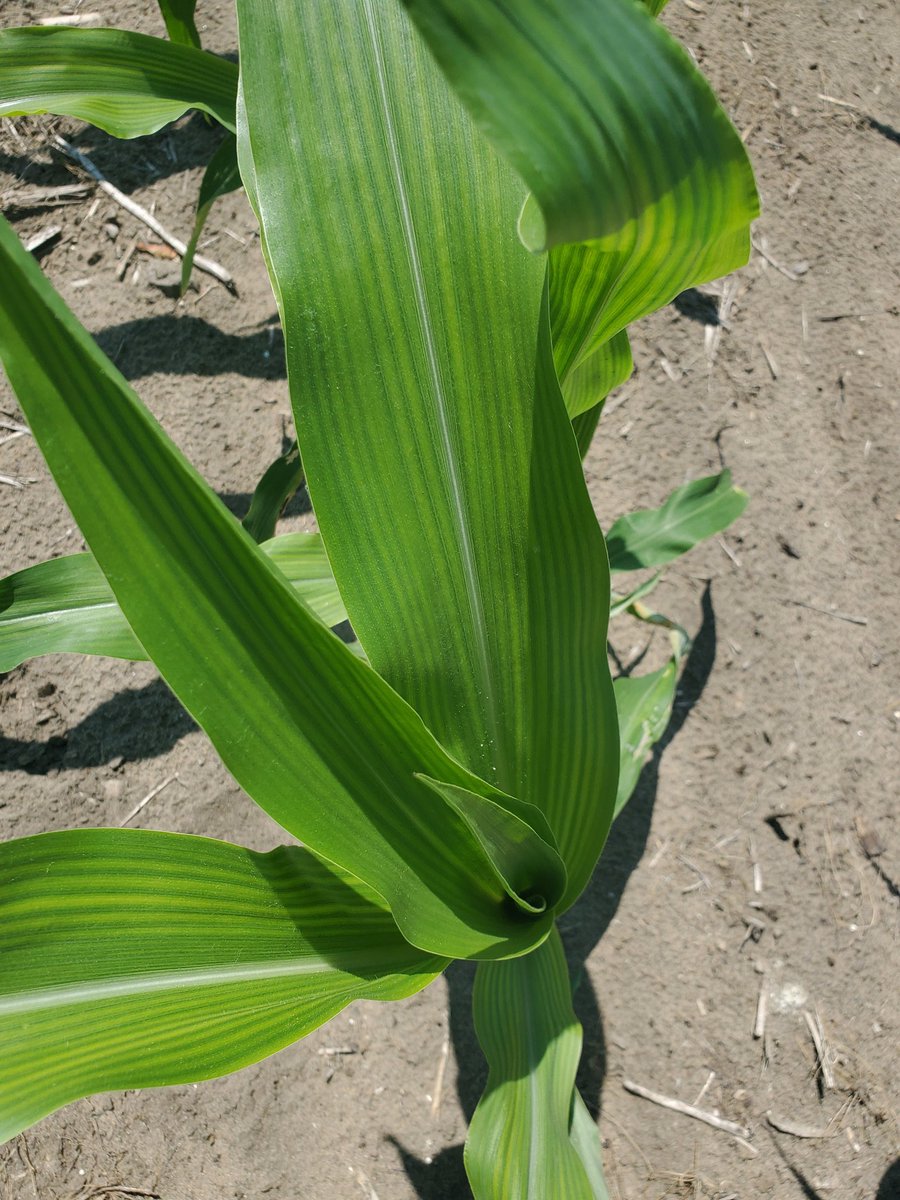 Dave_Curry's tweet photo. Sulphur deficiency showing up in the corn crop all over the place.  Especially evident on the sands today. https://t.co/8MCTbGWiRc