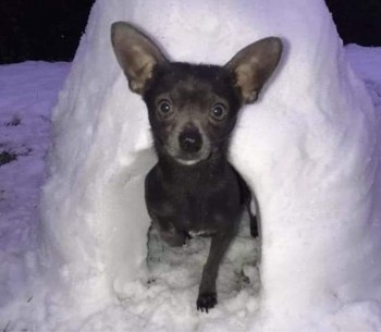 millypod1's tweet photo. BOBBY HOME SAFE. THANKS FOR RT's 😊🐕🐾
9 JUNE 2021. #Lost #ScanMe
Blue/Black Chihuahua Cross Male
Walnut Avenue #Tickhill #Doncaster #SouthYorkshire #DN11 SIGHTINGS PLZ**
https://t.co/YZ75EdnqKc https://t.co/22ShZo8PFU