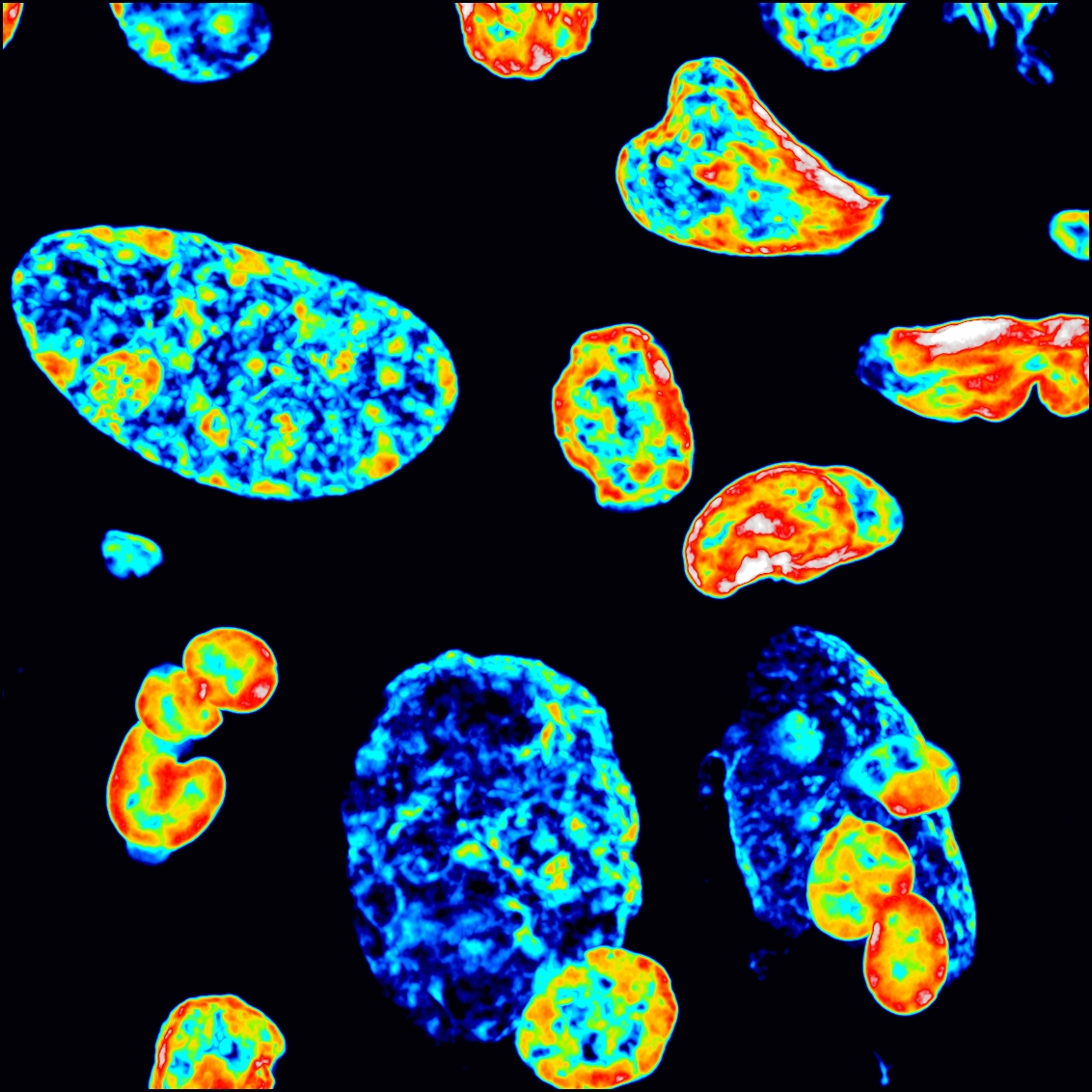 GeneID_728264's tweet photo. In honor of #PrideMonth2021 here's an image of rainbow colon cancer &amp; fibroblast/T-cell nuclei 🏳️‍🌈🏳️‍🌈 https://t.co/ooaxdn1Z48