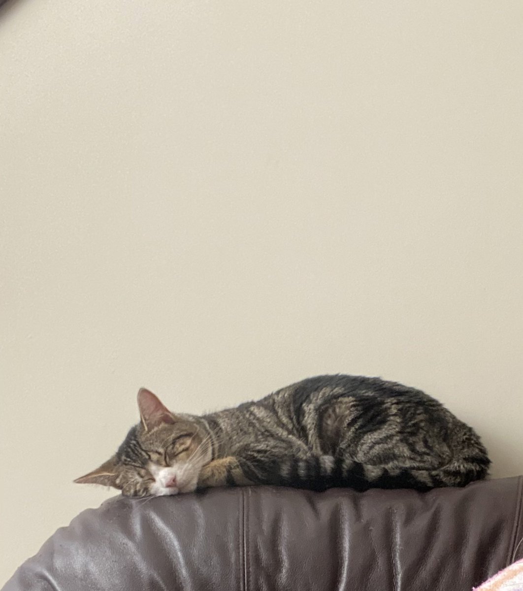 AnnaVleet's tweet photo. Due to a delay in funds, we’ve had to push surgery out a week. Little Kitty is patiently waiting.

https://t.co/535JgNAgs8 https://t.co/mry6XKnnAd
