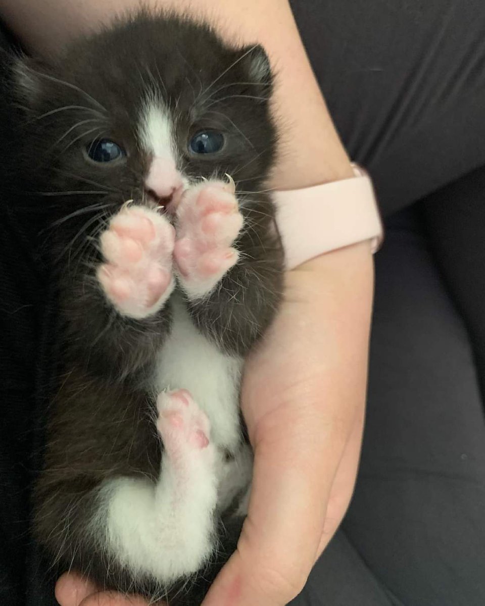 HeatonsCats's tweet photo. Happy Friday, you just can't beat kitten cuteness ❤️❤️
.
.
.
#kitten #kittensoftwitter #CatsOfTwitter #rescuekitten #rescueismyfavouritebreed #zebedee https://t.co/yfbSWSkBuZ
